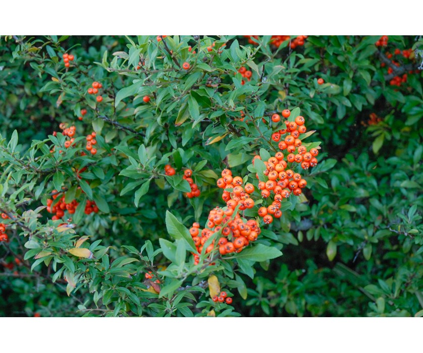Pyracantha